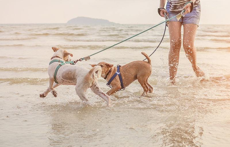 dog collars for swimming